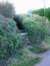 The field path from St. Ives to Zennor 40