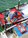 Fisherman landing the catch in the harbour, St. Ives, Cornwall