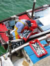 Fisherman landing the catch in the harbour, St. Ives, Cornwall