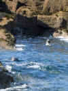 Seals on Seal Island, St. Ives Bay, Cornwall 2