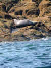 Seals on Seal Island, St. Ives Bay, Cornwall 3